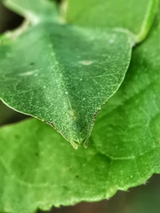 Cryptophyllium chrisangi