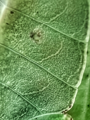 Cryptophyllium chrisangi