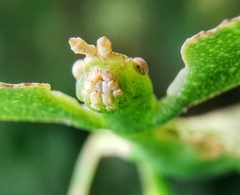 Cryptophyllium chrisangi