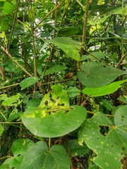 Cryptophyllium chrisangi