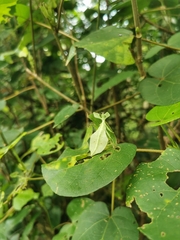 Cryptophyllium chrisangi