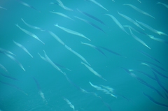 Hemiramphus saltator