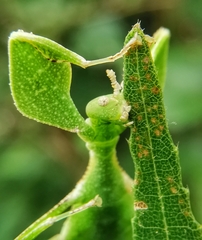 Cryptophyllium chrisangi