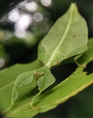Cryptophyllium chrisangi
