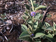 Solanum nemophilum