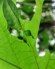 Cryptophyllium chrisangi