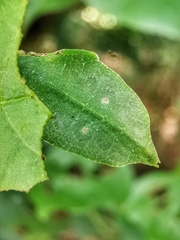 Cryptophyllium chrisangi