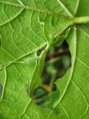 Cryptophyllium chrisangi