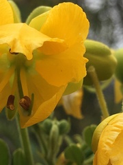 Senna multiglandulosa