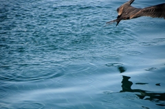 Hemiramphus saltator