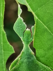 Cryptophyllium chrisangi