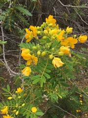 Senna multiglandulosa