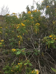 Senna multiglandulosa