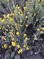 Heterotheca pedunculata