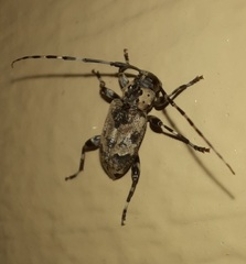 Graphisurus triangulifer