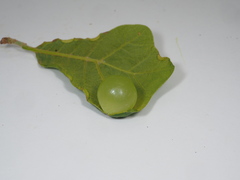 Amphibolips quercusracemaria