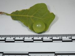 Amphibolips quercusracemaria