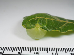 Amphibolips quercusracemaria