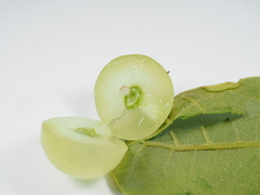 Amphibolips quercusracemaria