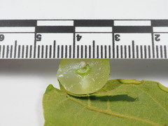 Amphibolips quercusracemaria