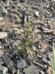 Polygonum austiniae