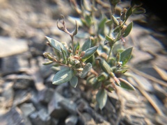 Polygonum austiniae