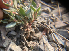 Polygonum austiniae