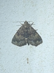 Metalectra richardsi