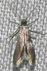 Schreckensteinia erythriella