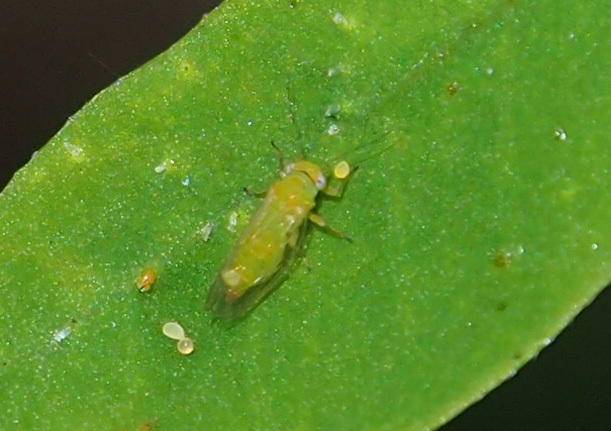 Heteropsylla