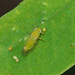 Leucaena Psyllid - Photo (c) Sunnetchan, some rights reserved (CC BY-NC-SA), uploaded by Sunnetchan