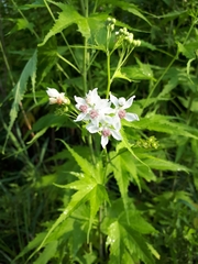 Ripariosida hermaphrodita