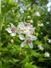 Ripariosida hermaphrodita