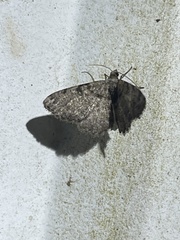 Digrammia gnophosaria