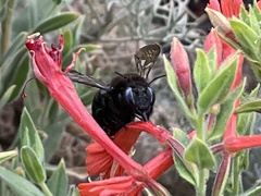 Xylocopa tabaniformis androleuca
