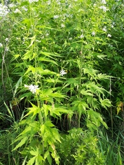 Ripariosida hermaphrodita