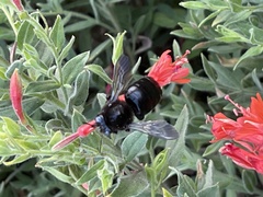 Xylocopa tabaniformis androleuca