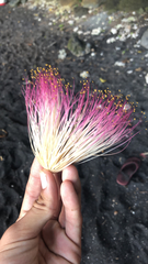 Pseudobombax ellipticum