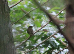 Catharus mexicanus