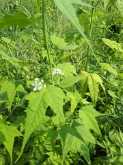 Ripariosida hermaphrodita