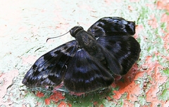 Ebrietas anacreon