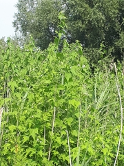 Ripariosida hermaphrodita