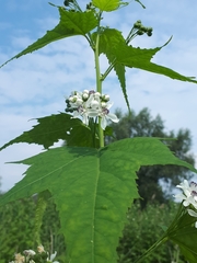 Ripariosida hermaphrodita