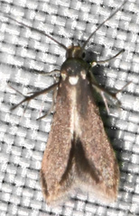 Schreckensteinia erythriella