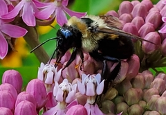 Bombus