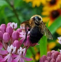 Bombus
