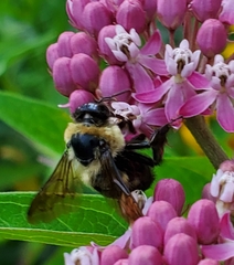 Bombus