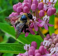Bombus