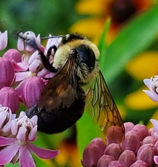 Bombus