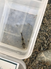 Oniscigaster distans